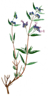 ������������� �����������