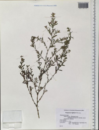 ������ �������