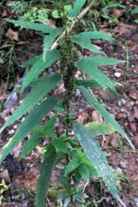 ������� �����������