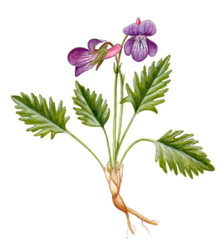 ������ �����������