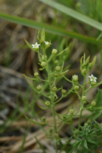 ����� ��������