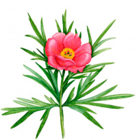 ���� ������������ (������ ������) 