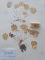 �������� ��������� ���������