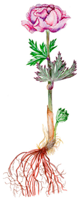 ���������� �������