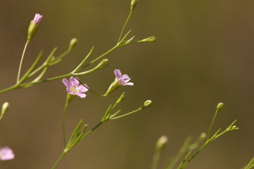 ������������ ���������