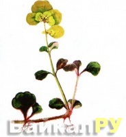 ������������ �����������