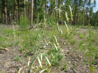 �������� ���������������