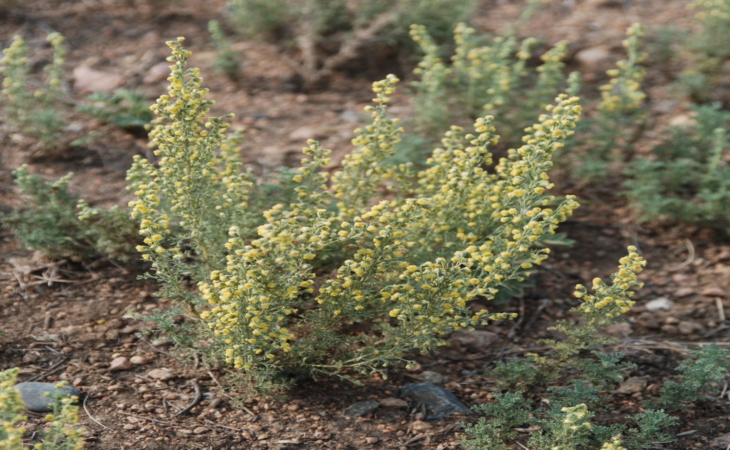 ������ �������