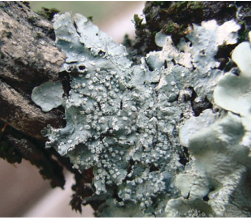 ��������� ����������