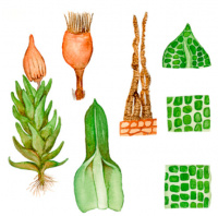 ���������� ������������