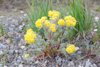 ��������� ��������