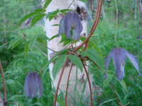 �������� ��������