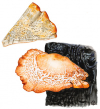 �������� ��������������