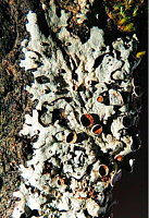 ��������� ���������