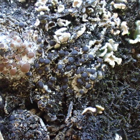 �������� �������