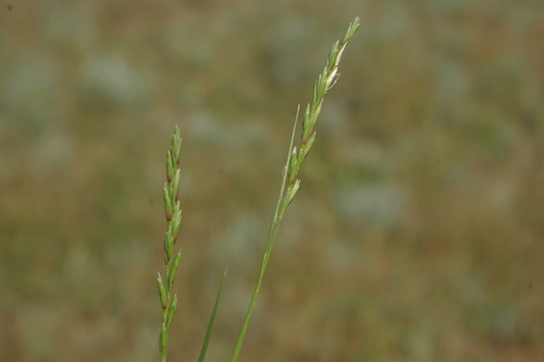 �������� ���������������