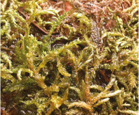 ������-������ ���������