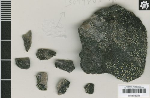 �������� ��������������