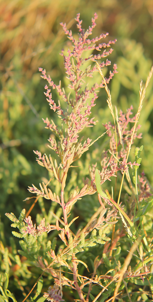 ����� ����������