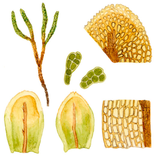 ���������� ���������