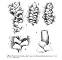 �������� ��������