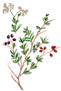 ���������� ���������