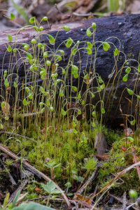 ������� �����������