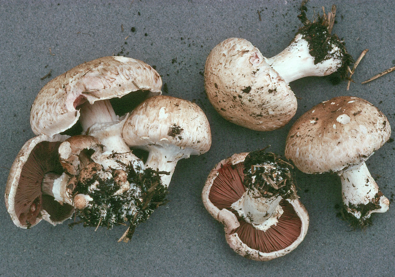 Agaricus bisporus�