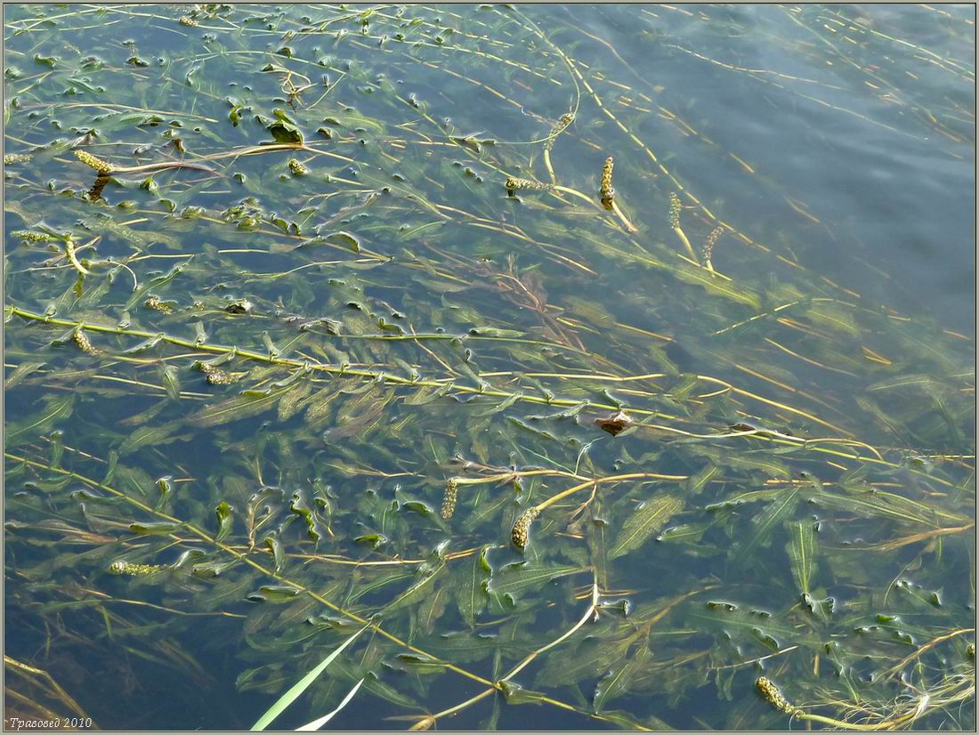 ����� ����������