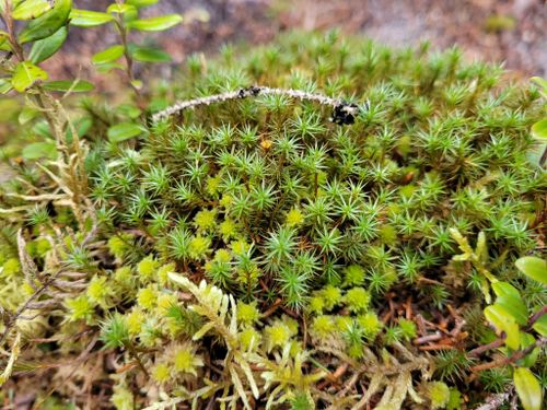 ���������� �������������������