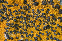 �������� ����-�����������