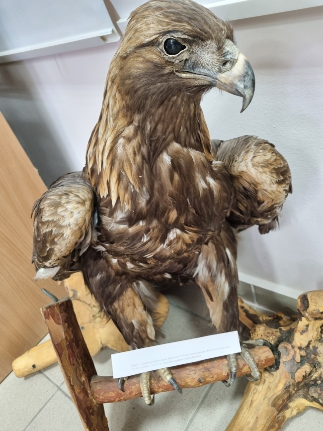 ������ �������