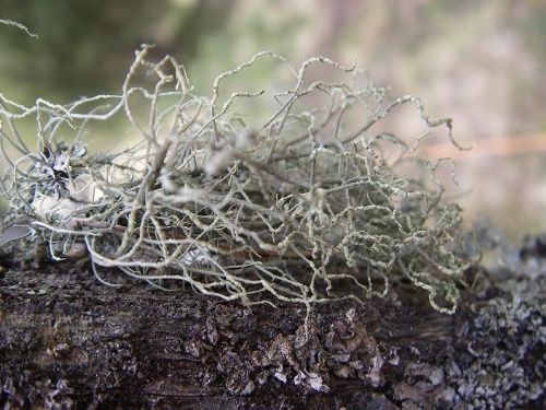 ����� ����� ����������