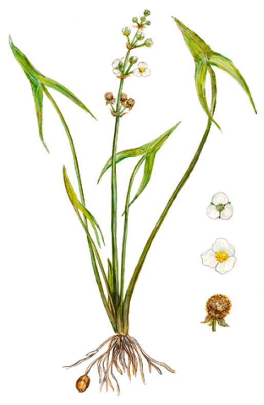 ���������� ����������