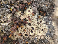 �������� ��������������