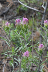 ��������� �������