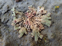 ������ ������