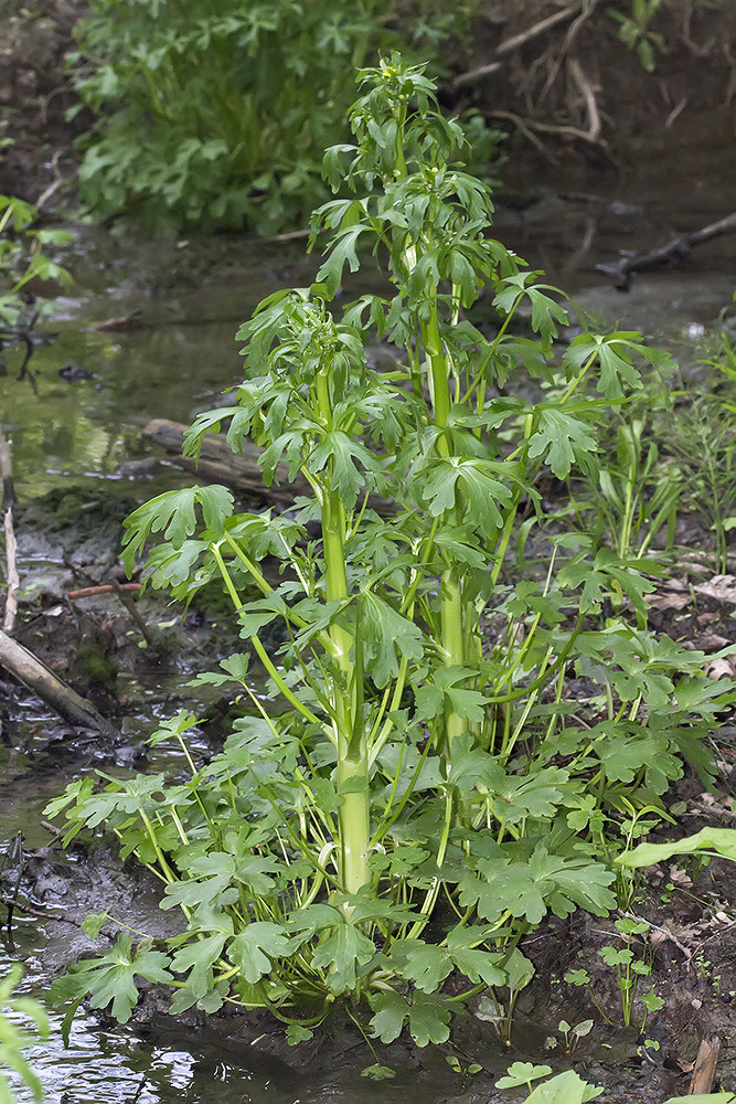 ����� ��������