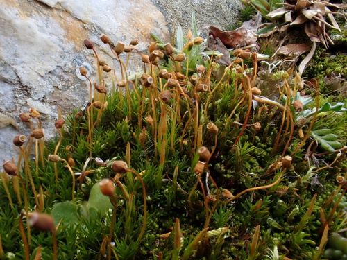 �������������� ��������