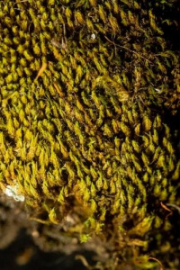 �������� ����������