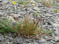 ����� ���������