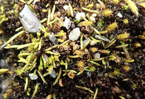 ���������� ��������������