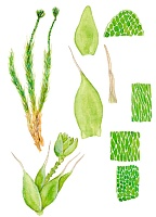 ������� �����������