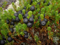 ����� ���������