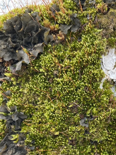 ������� �������