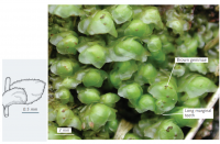 �������� ���������