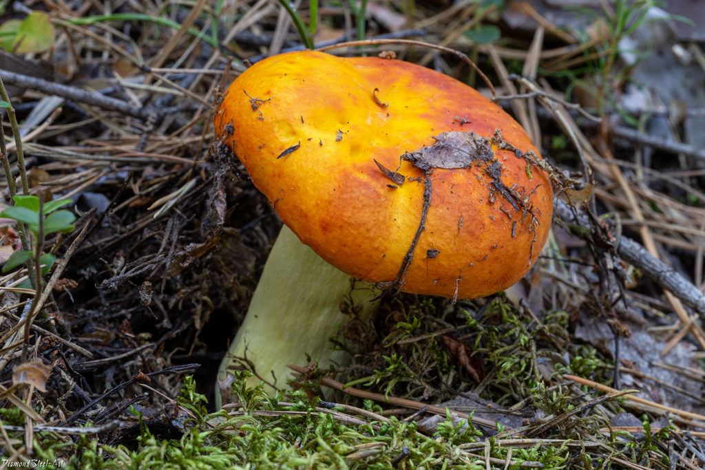 �������� ������, ���������� ������