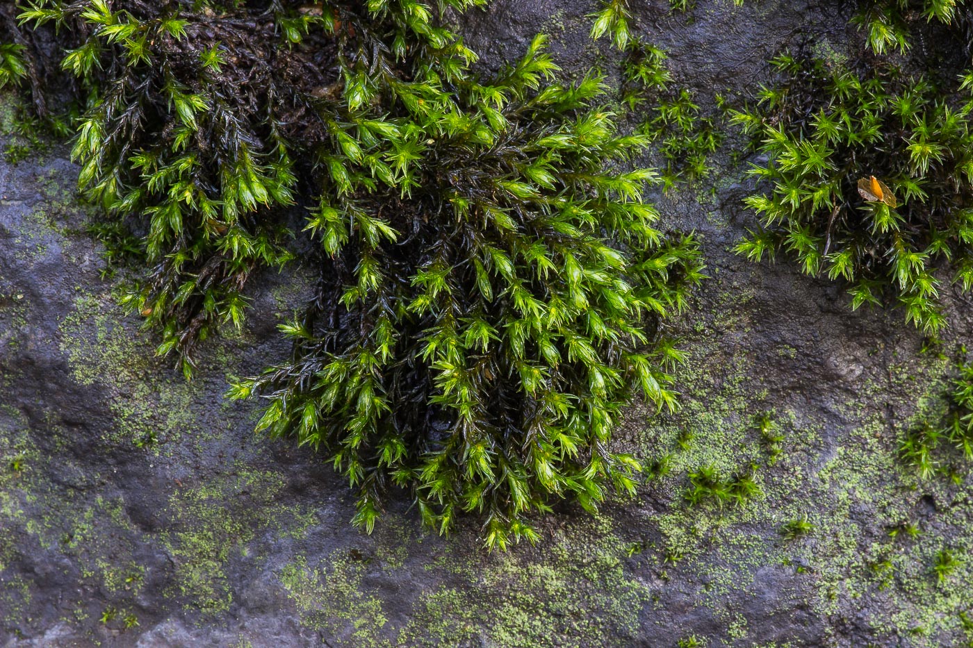 ��������� ������