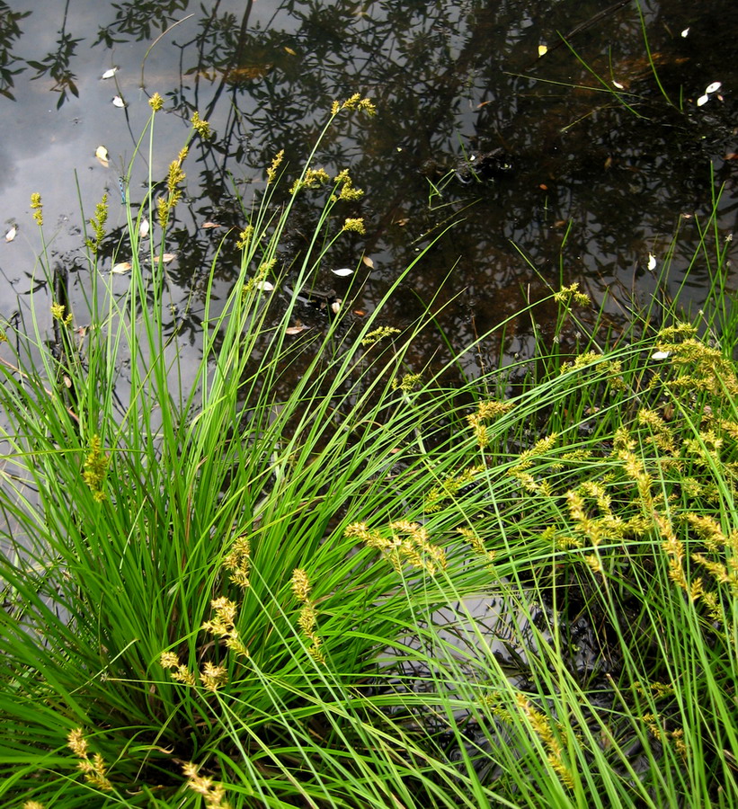 ����� ����������