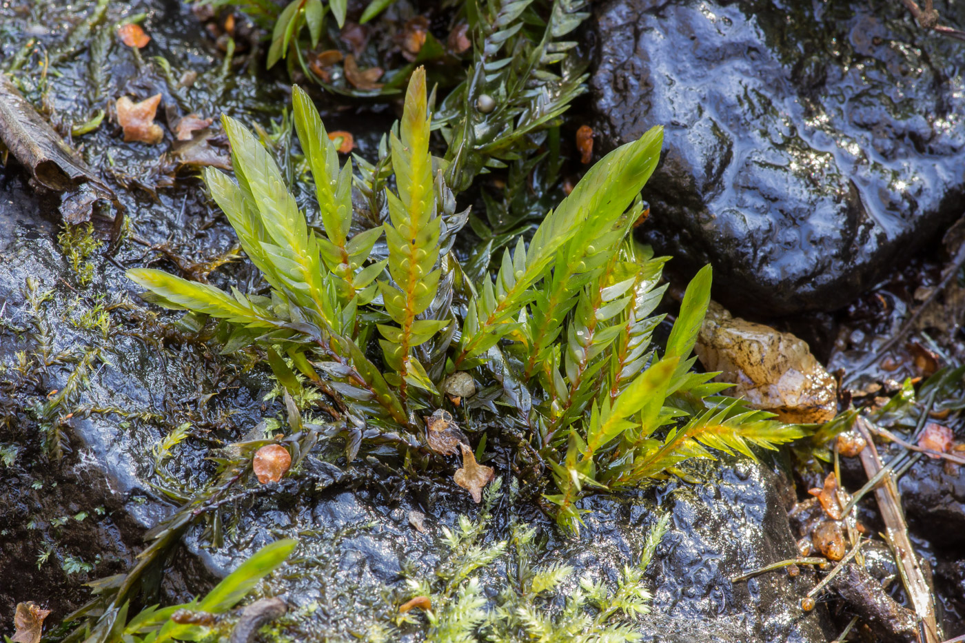 ���������� ������������